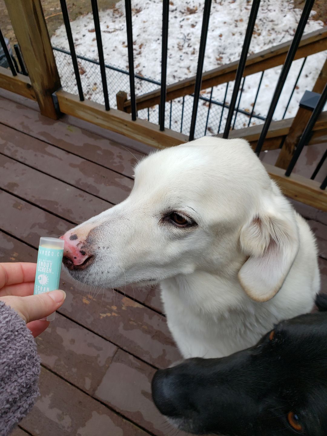 Customer photo review of Snout Screen