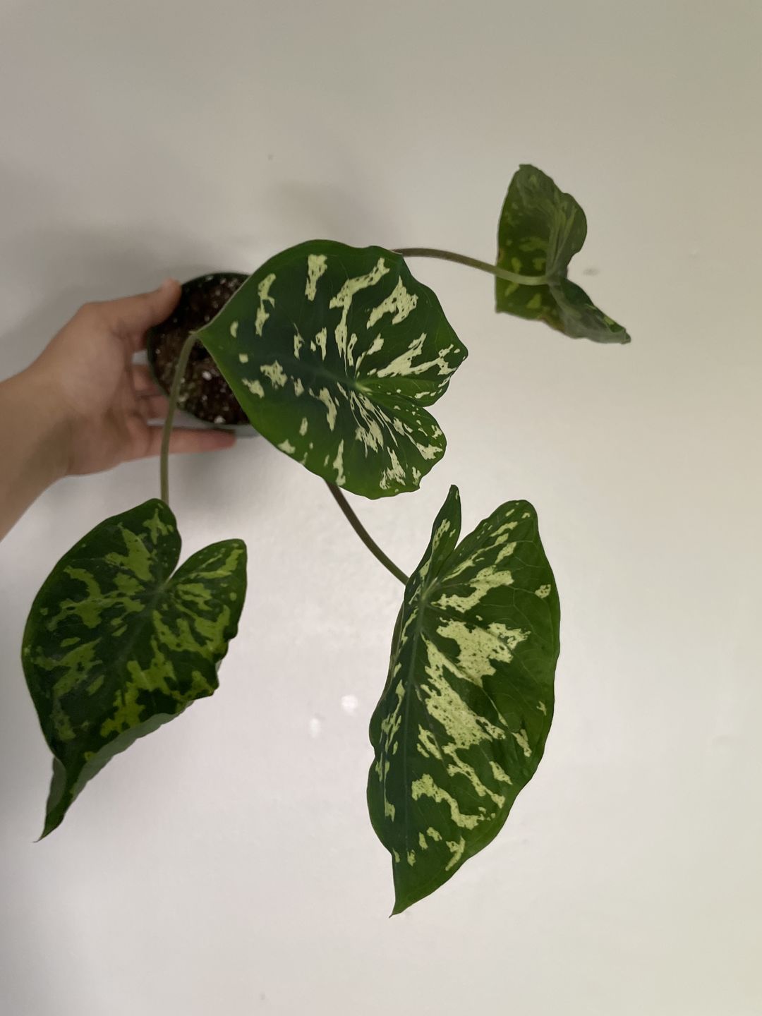 Customer photo review of 4" Caladium praetermissum 'Hilo Beauty'