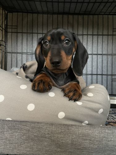 Customer photo review of The Perfect Puppy Course