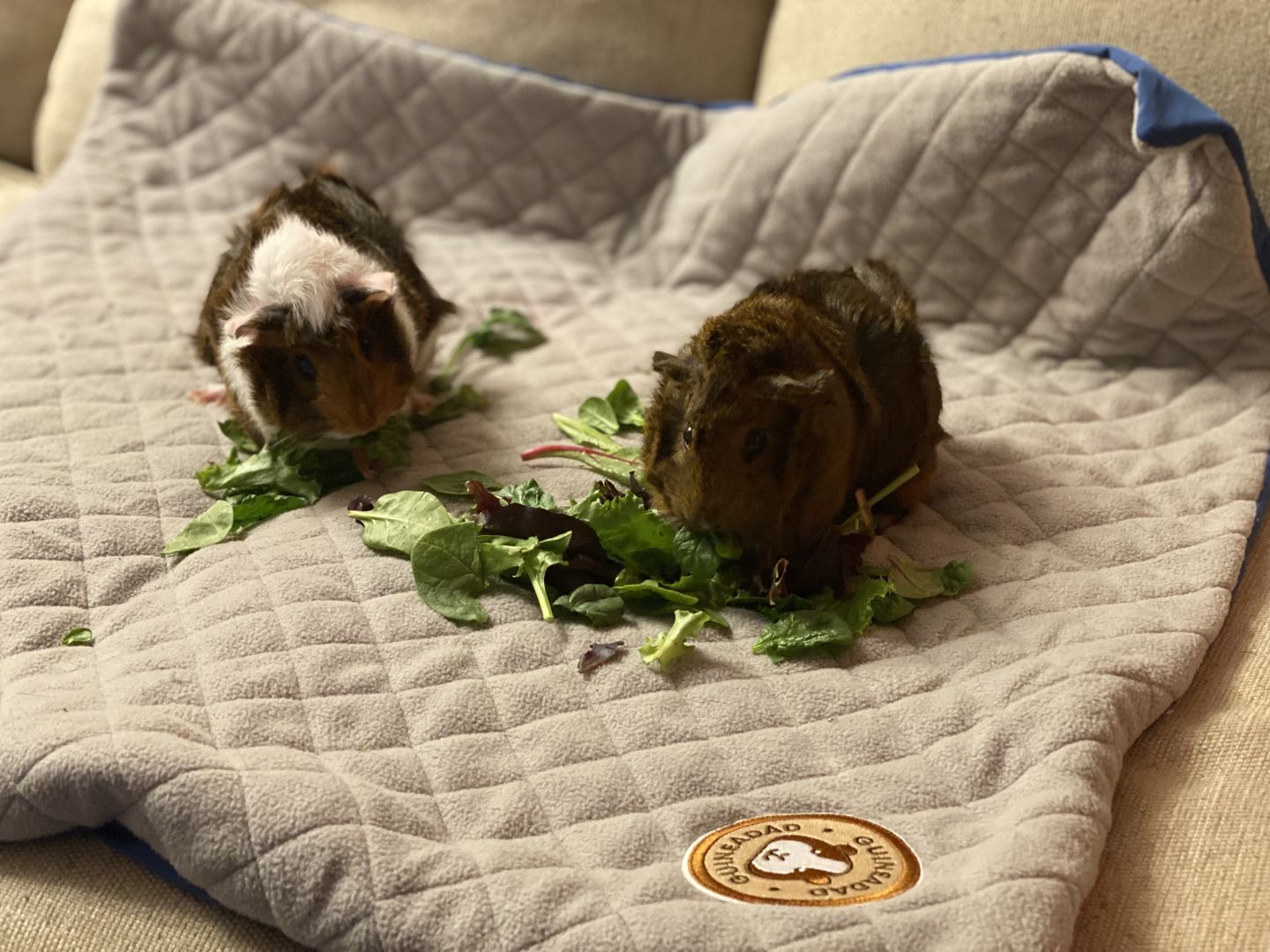 Customer photo review of GuineaDad Liner - Smaller Size Fleece Liner Without Pockets
