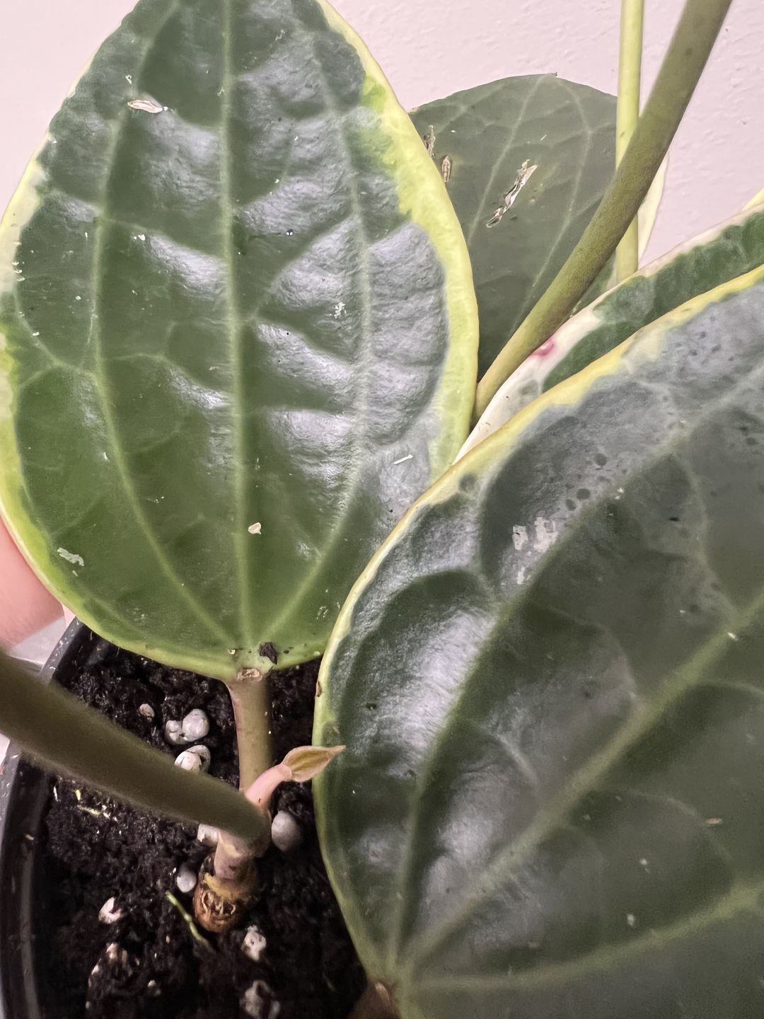 Customer photo review of 4" Hoya macrophylla 'Variegata'