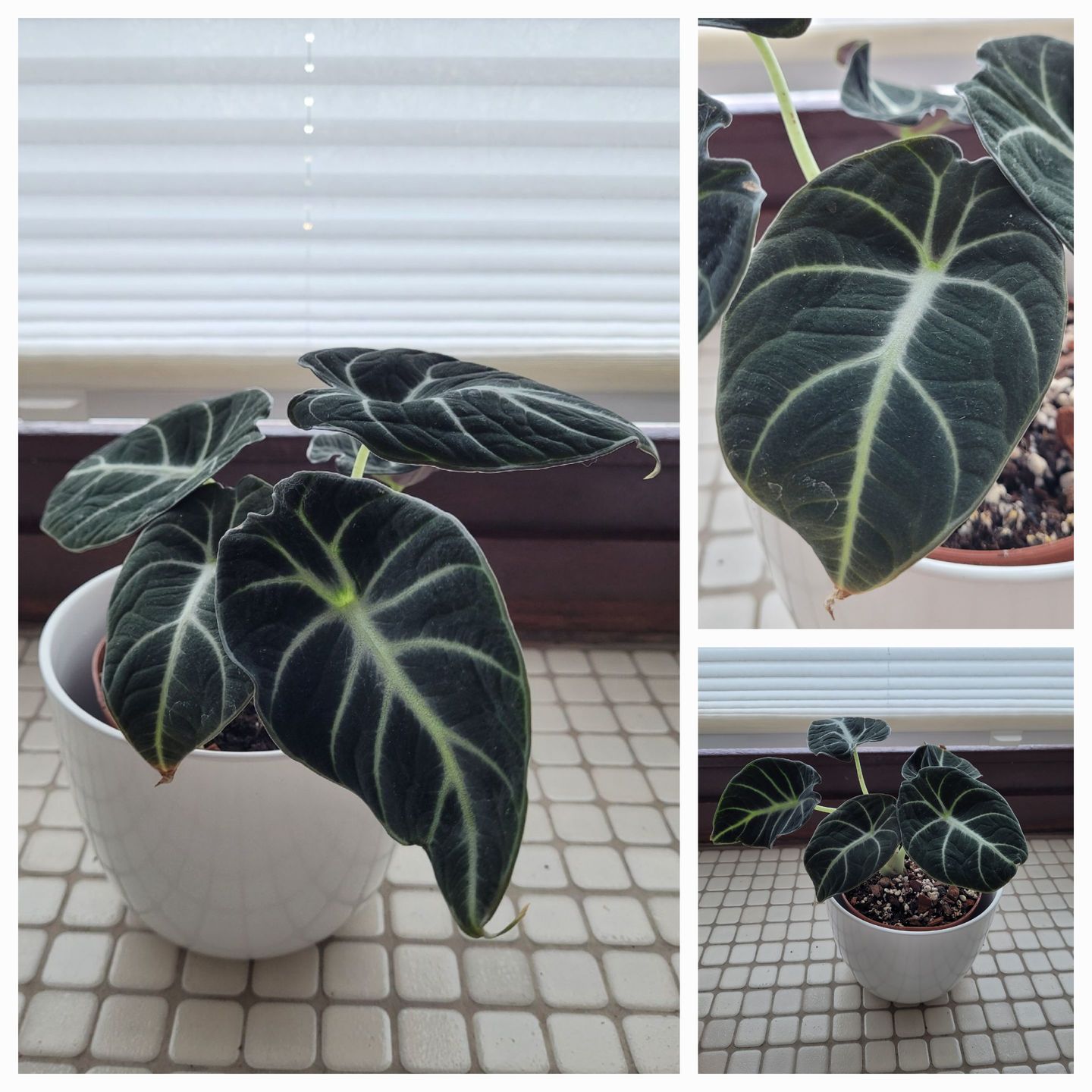 Customer photo review of ALOCASIA BLACK VELVET