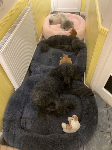 Customer photo review of Pet Calming Bed