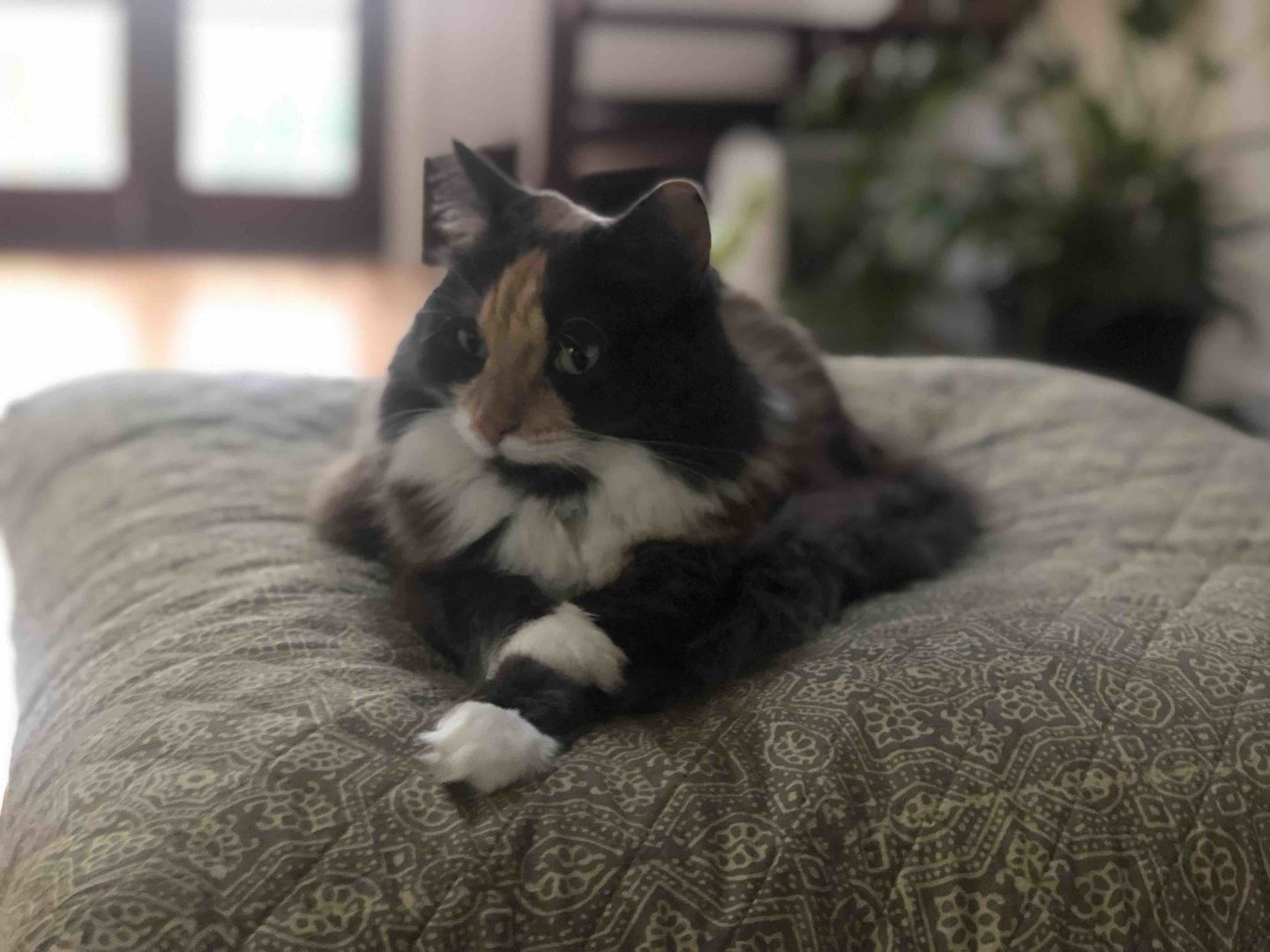Customer photo review of Wind Star - Meditation Cushion Zabuton