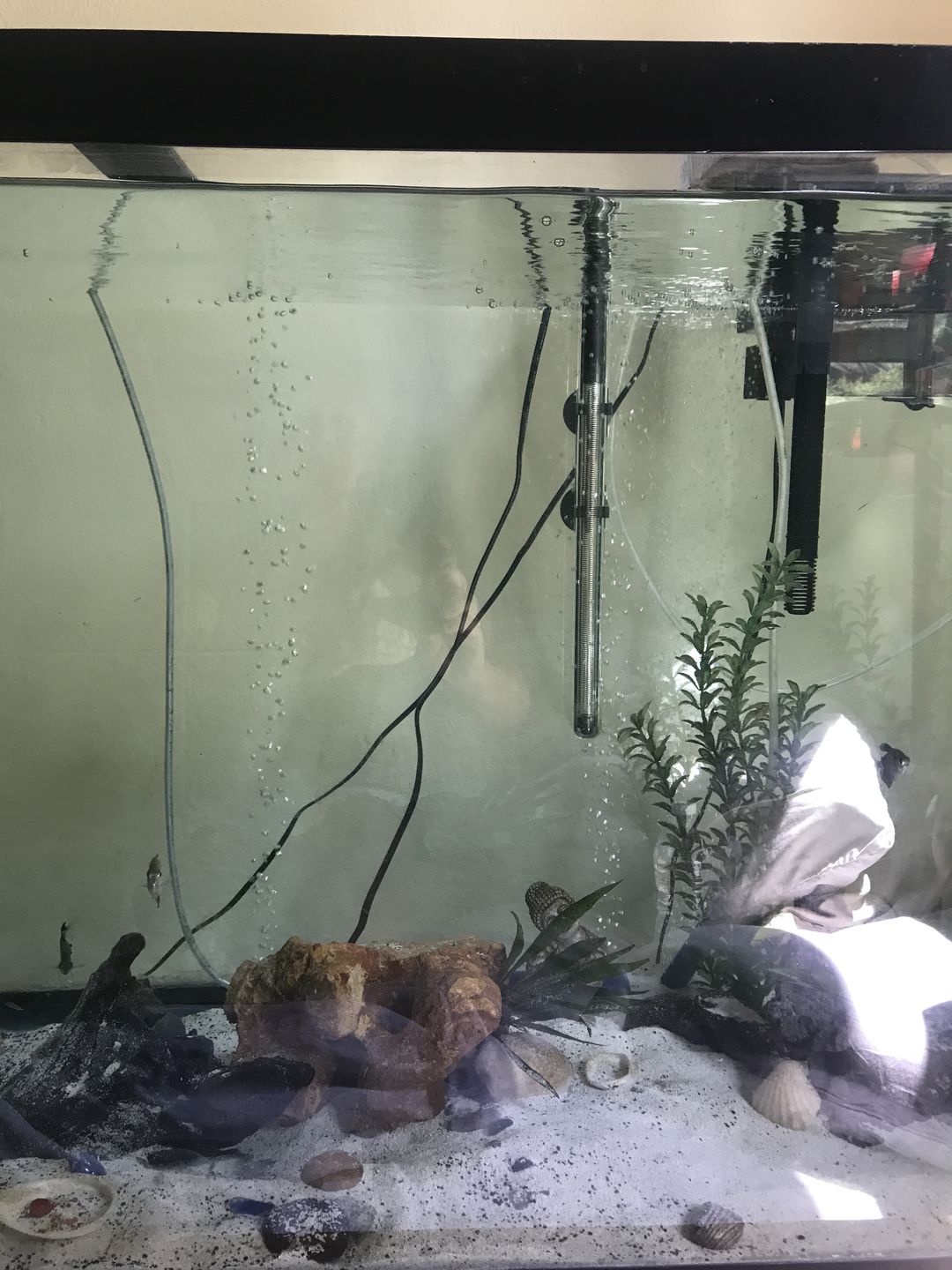Customer photo review of Xtreme Big Fella Cichlid Food
