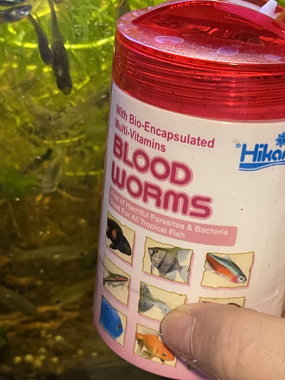 Customer photo review of Hikari Bio-Pure® FD Blood Worms