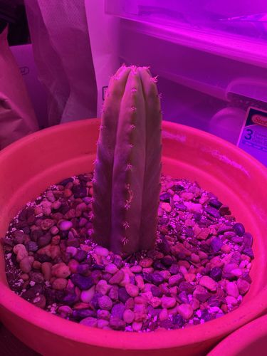 Customer photo review of San Pedro Cactus Cuttings | Echinopsis pachanoi Cuttings