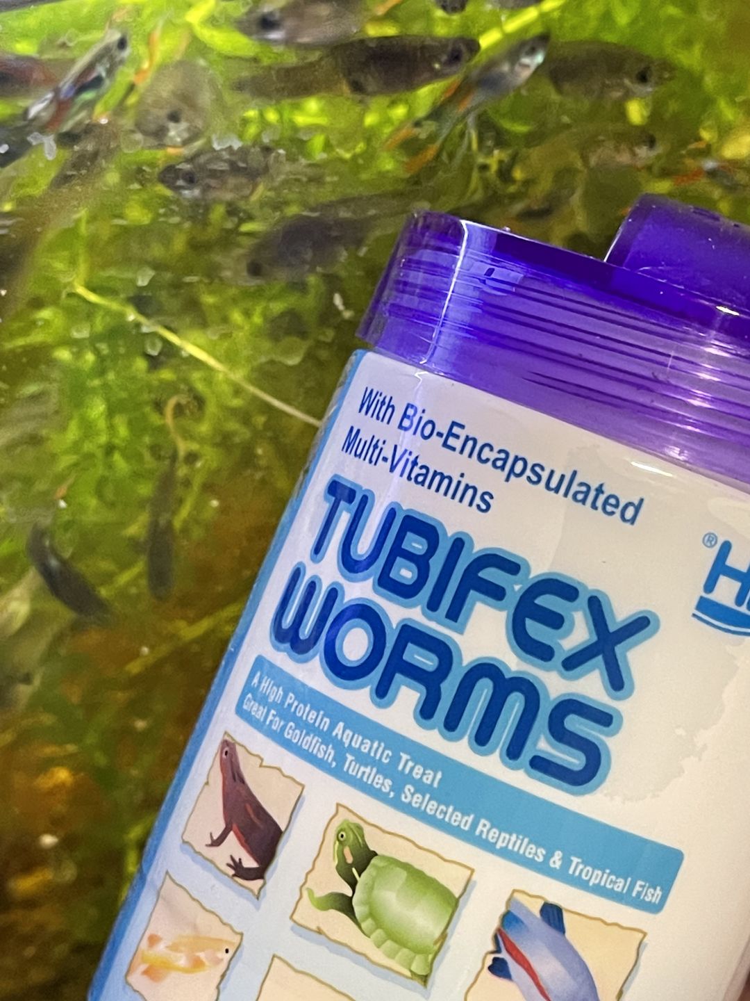 Customer photo review of Hikari Bio-Pure® FD Tubifex Worms