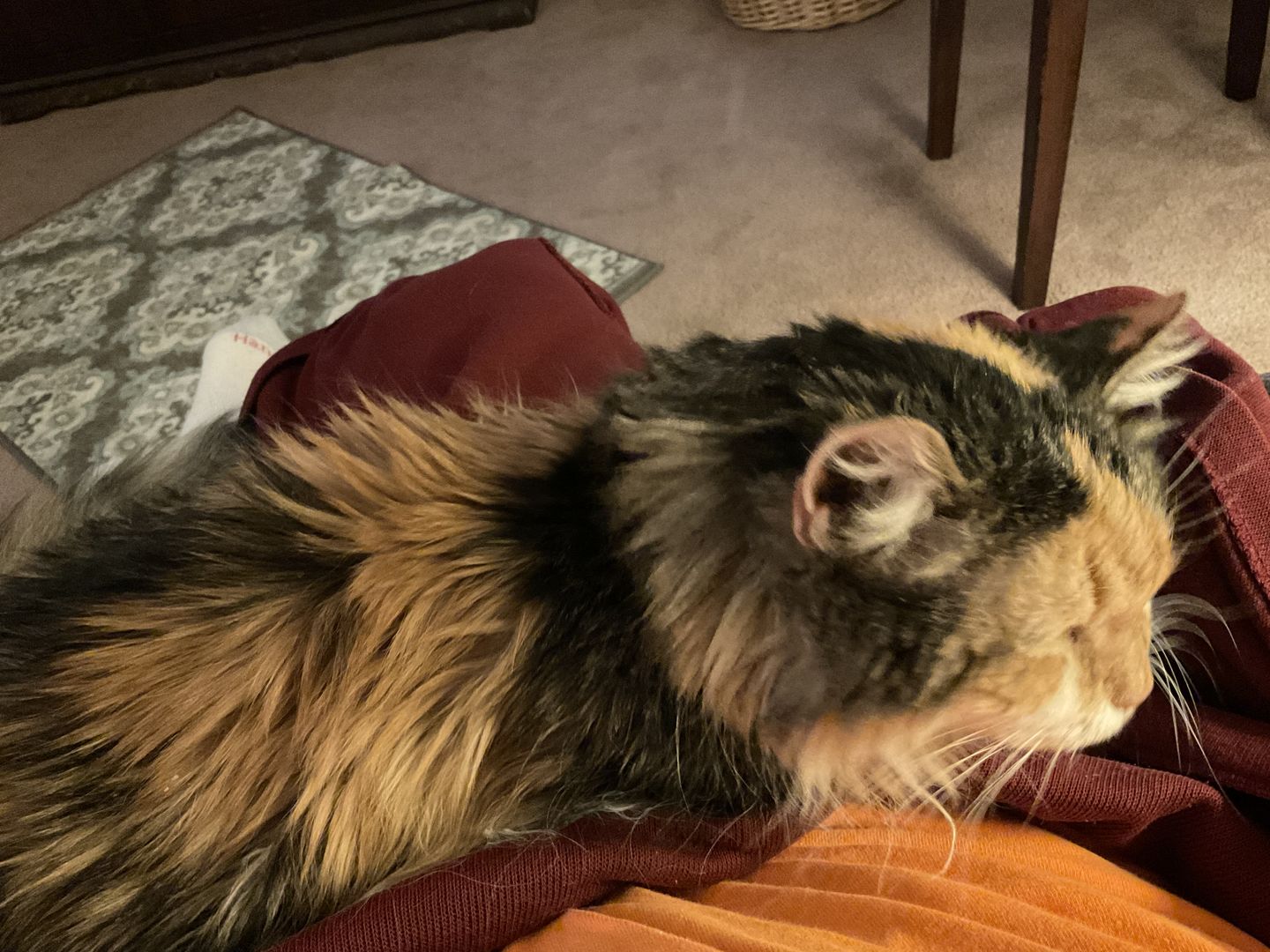 Customer photo review of Cat Hair Removal Massaging Shell Comb