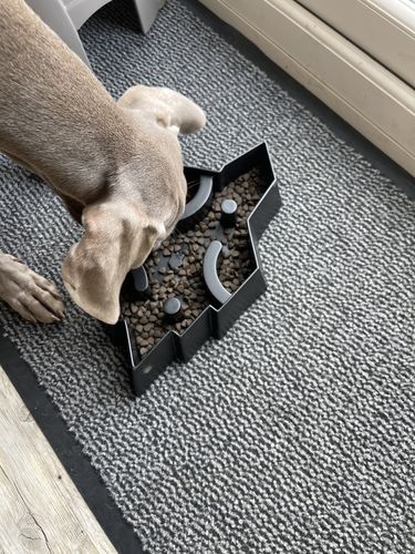 Customer photo review of Fenrir Apex Dog Food