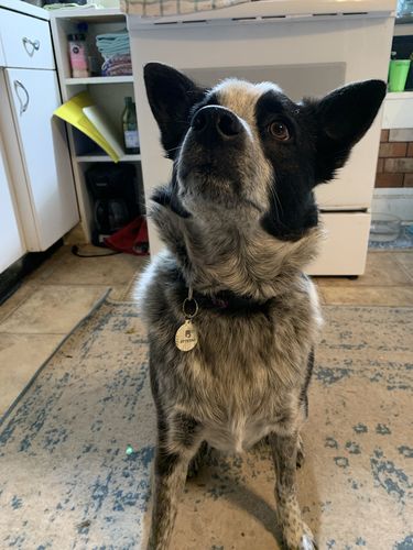 Customer photo review of Evergreen