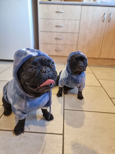 Customer photo review of Vintage Navy Sky Dye Dog Hoodie