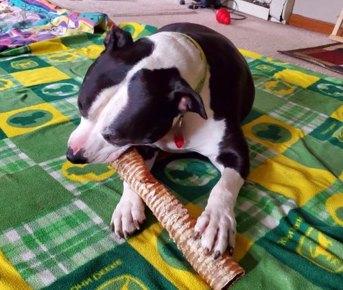 Customer photo review of Beef Trachea Tubes