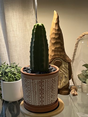 Customer photo review of San Pedro Cactus | Small | Echinopsis pachanoi