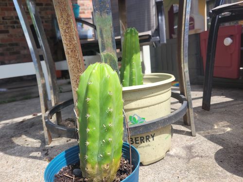 Customer photo review of San Pedro Cactus | Echinopsis pachanoi