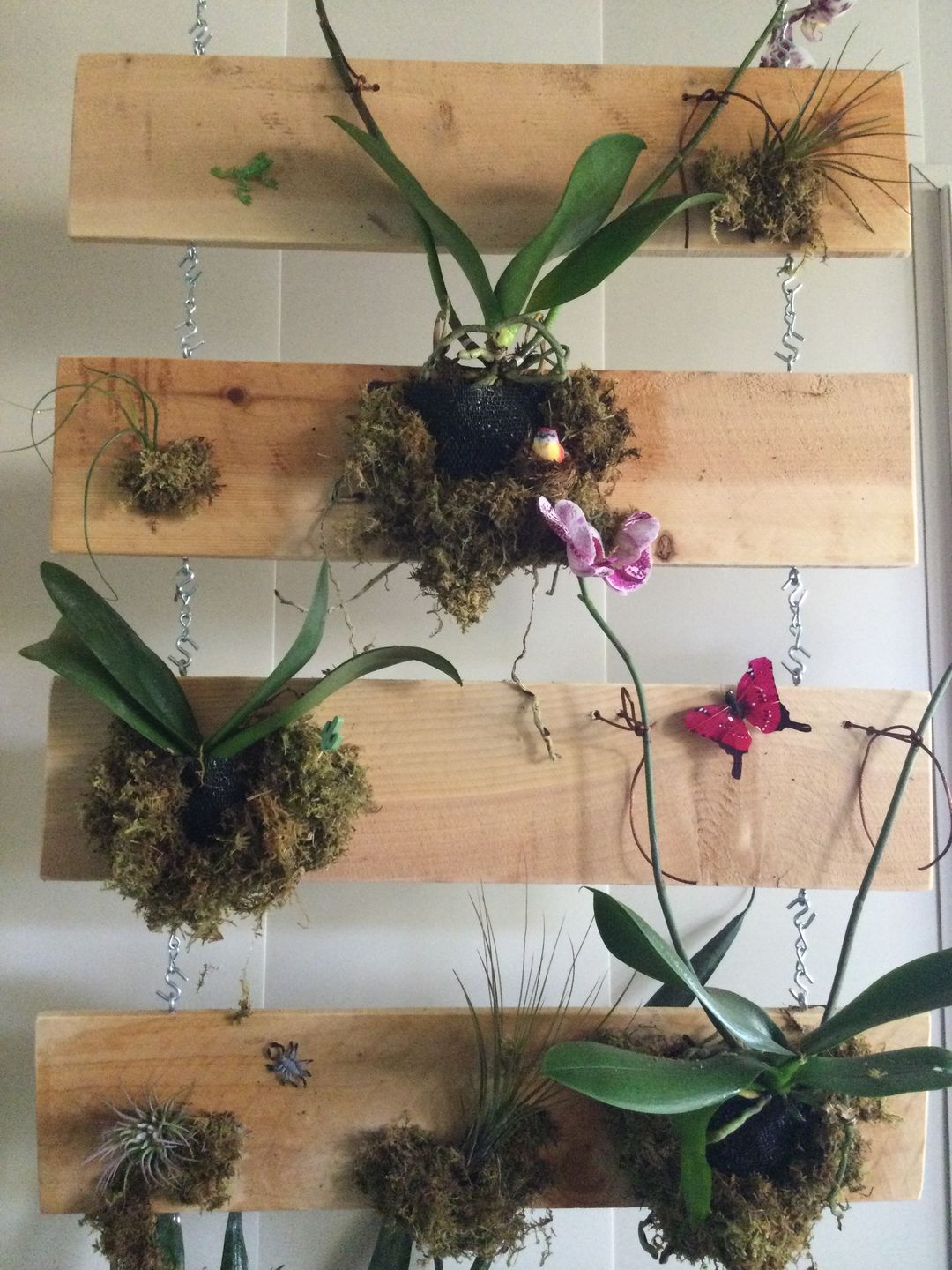 Customer photo review of B Quality Ionantha Variety 3 Pack  ($0.75 Per Plant)