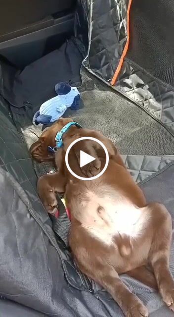Customer video review of Waterproof Pet Car Seat Cover With Mesh Window + Free Buckle Leash