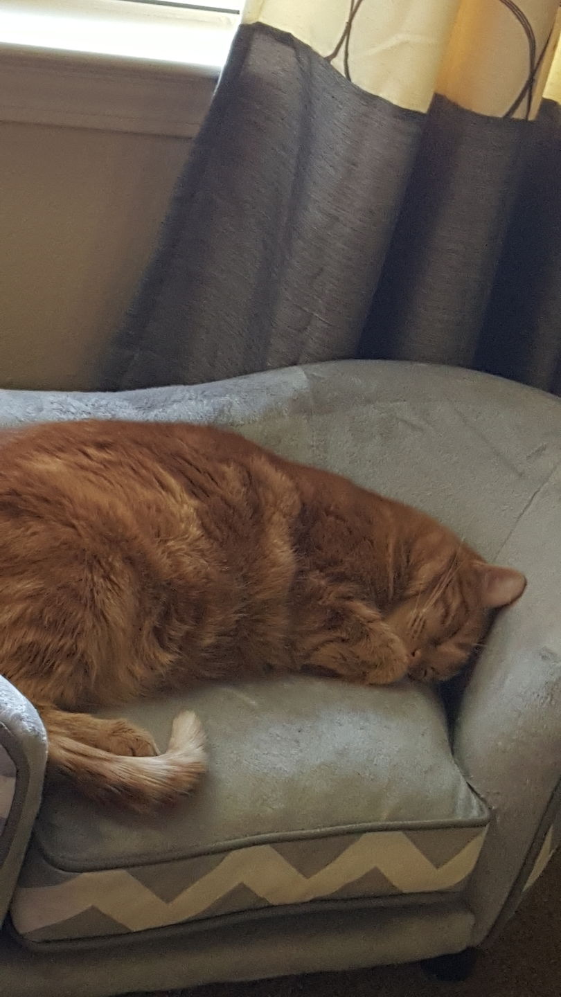 Customer photo review of Cat Hair Removal Massaging Shell Comb