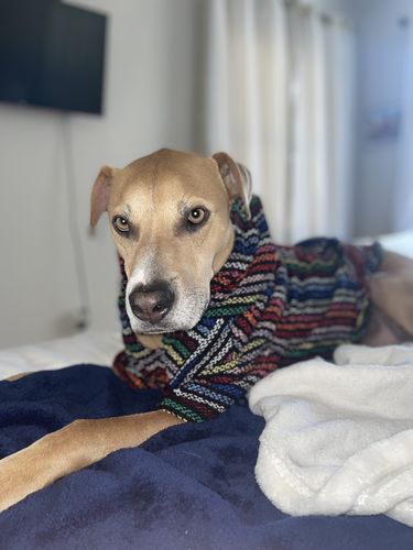 Customer photo review of Playa Poncho