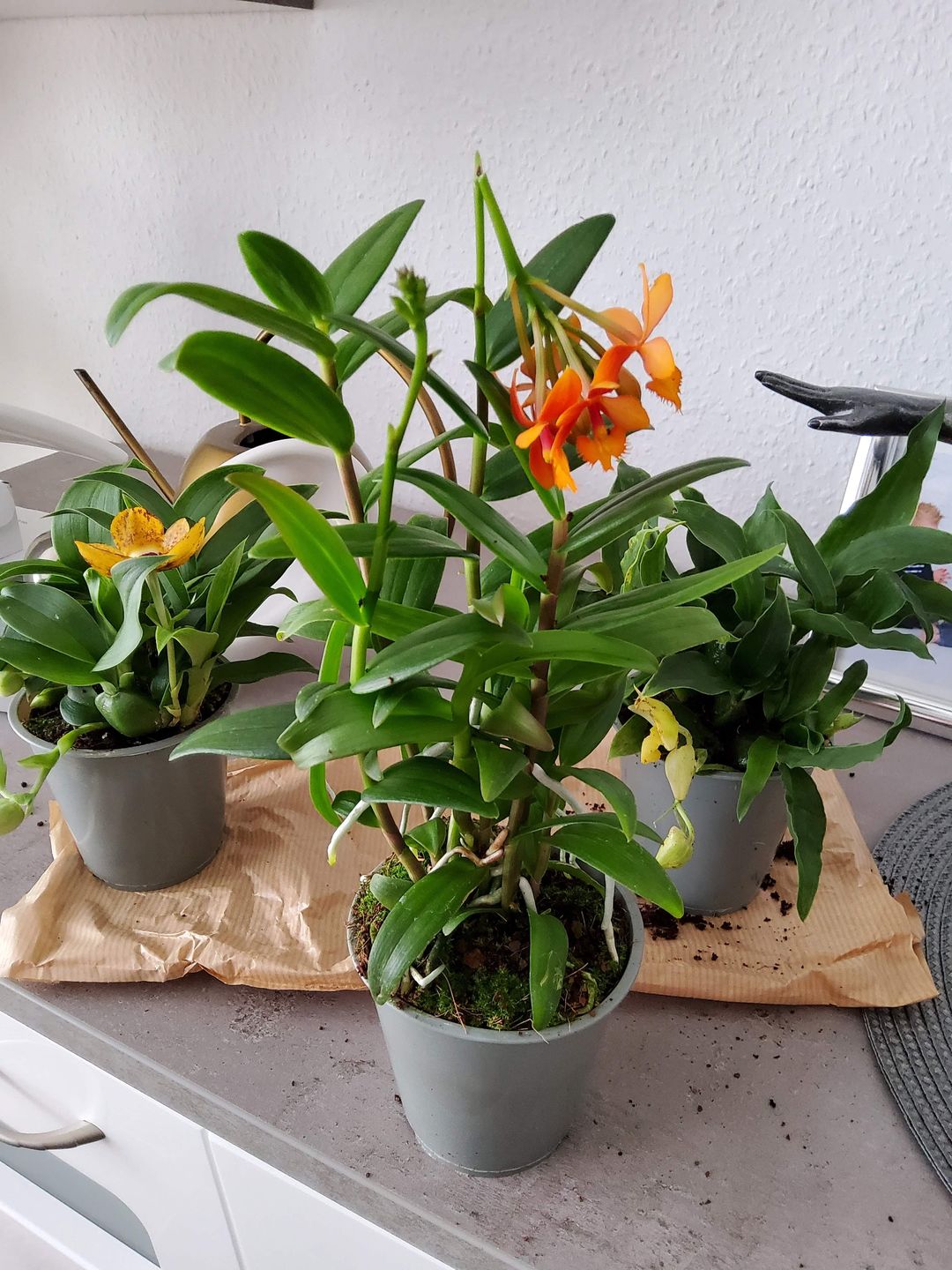 Customer photo review of Epidendrum Nordic Fire Dauerblüher mit orangefarbener Blüte