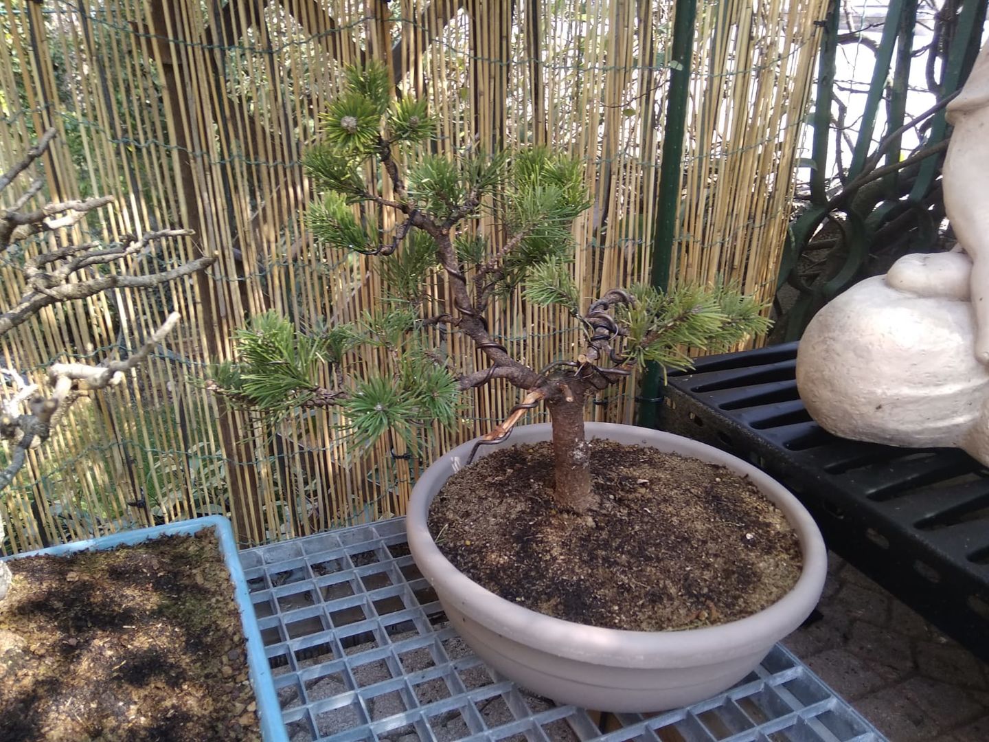 Customer photo review of ANNAFFIATOIO PROFESSIONALE PIOGGIA FINE BONSAI CB 2L