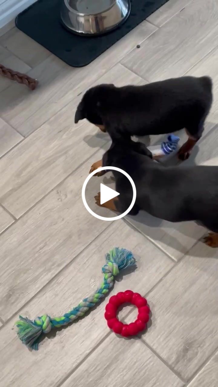 Customer video review of Joe Biden Kamala Harris & Nancy Pelosi Starter Pack Tough Plush Dog Chew Toys with Squeakers - Official Republican Dogs