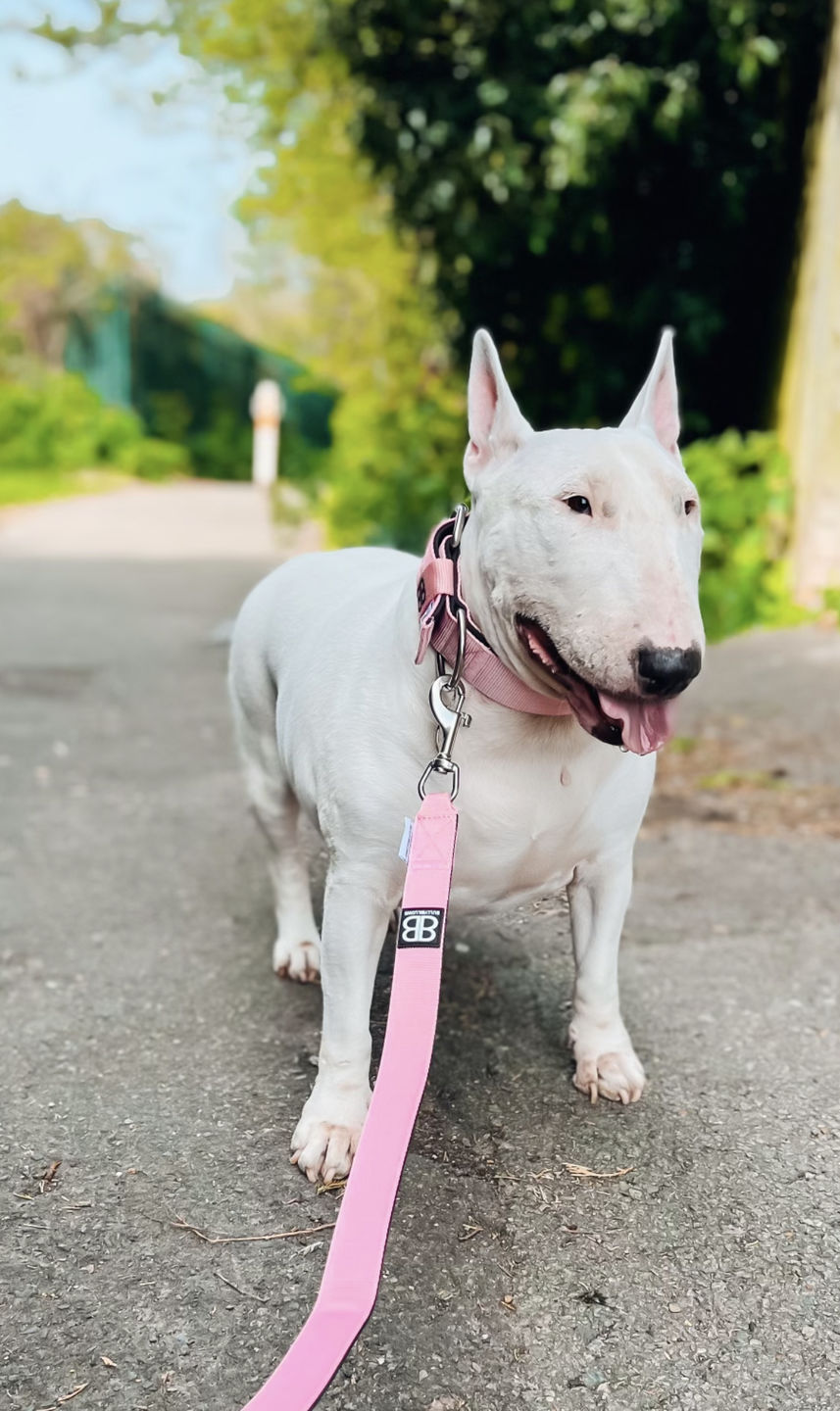 Customer photo review of 5cm Nylon Dog Collar - Pink v2.0