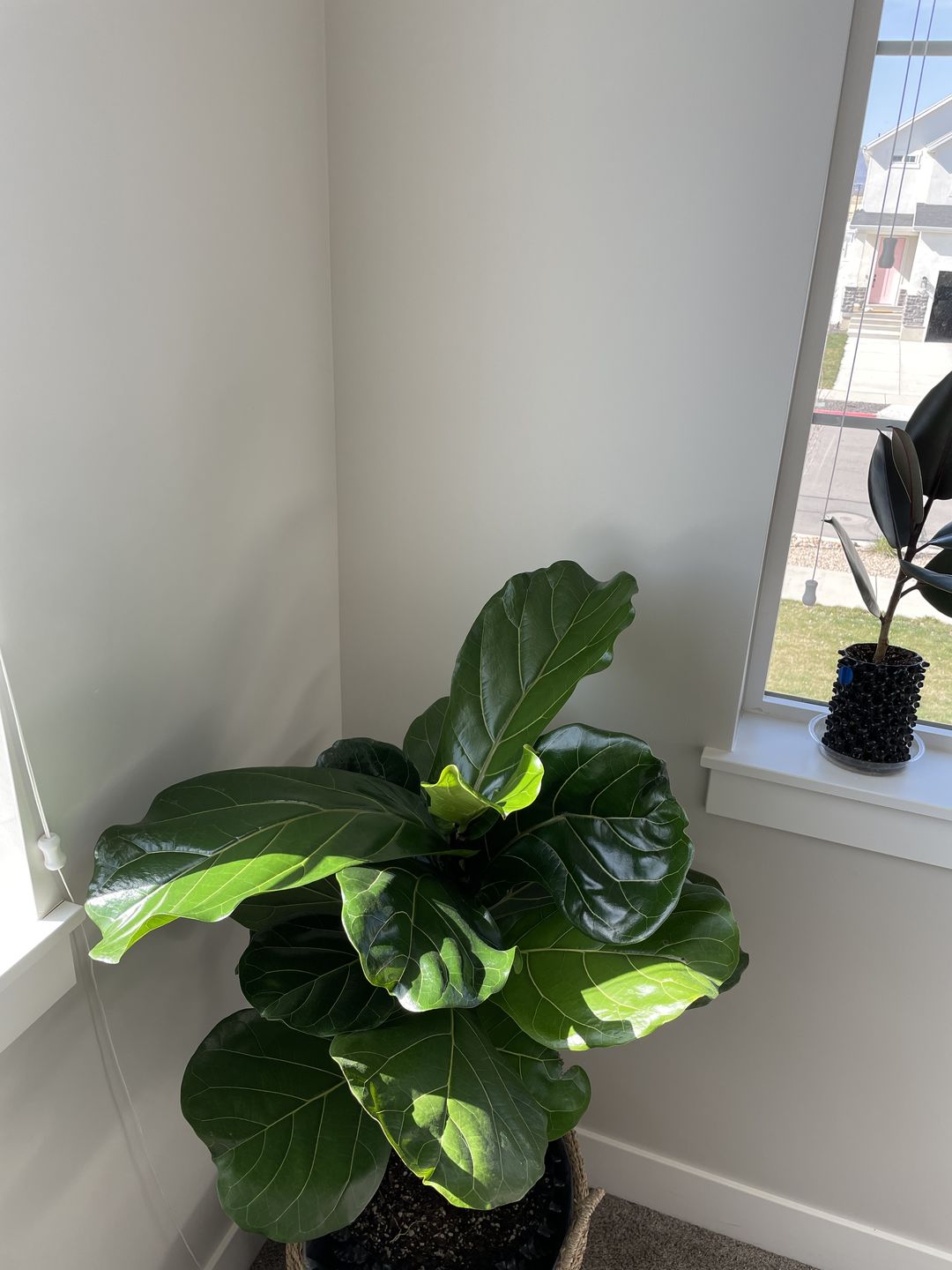 Customer photo review of Fiddle Leaf Fig Guide