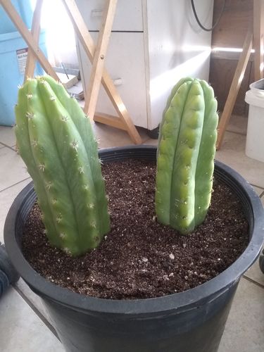 Customer photo review of San Pedro Cactus | Small | Echinopsis pachanoi