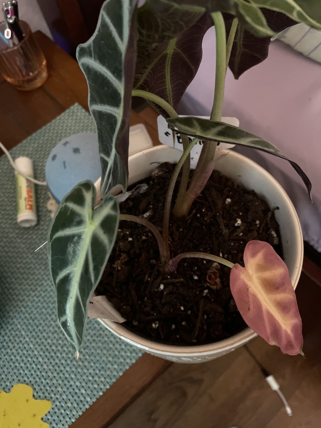 Customer photo review of 4" Alocasia 'Bambino'