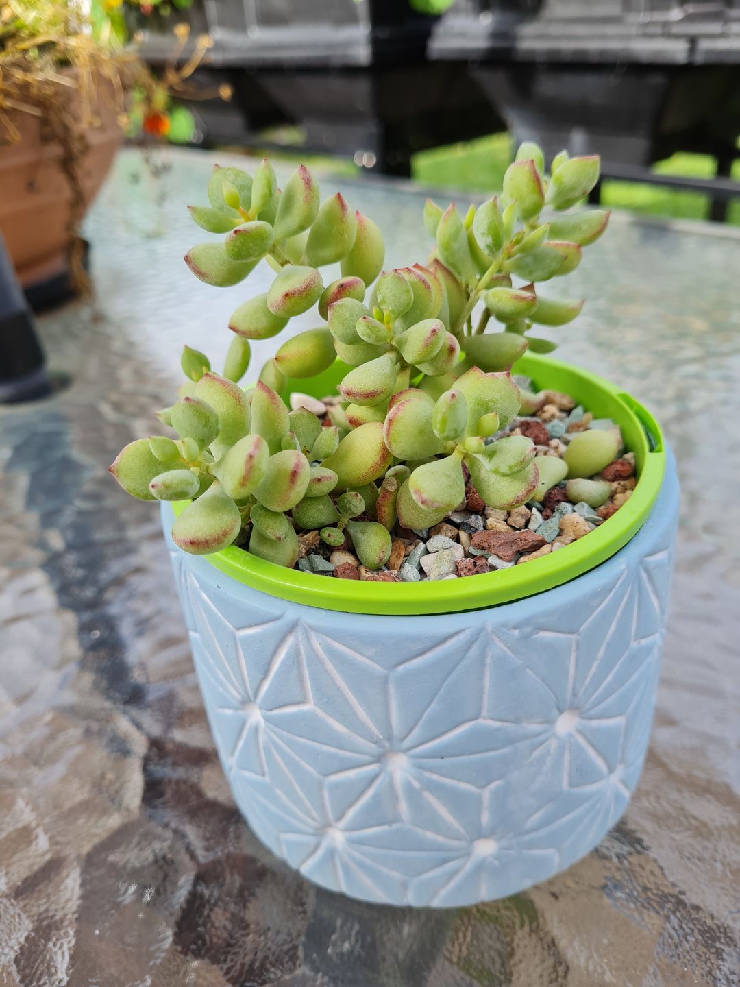 Customer photo review of Cotyledon pendens