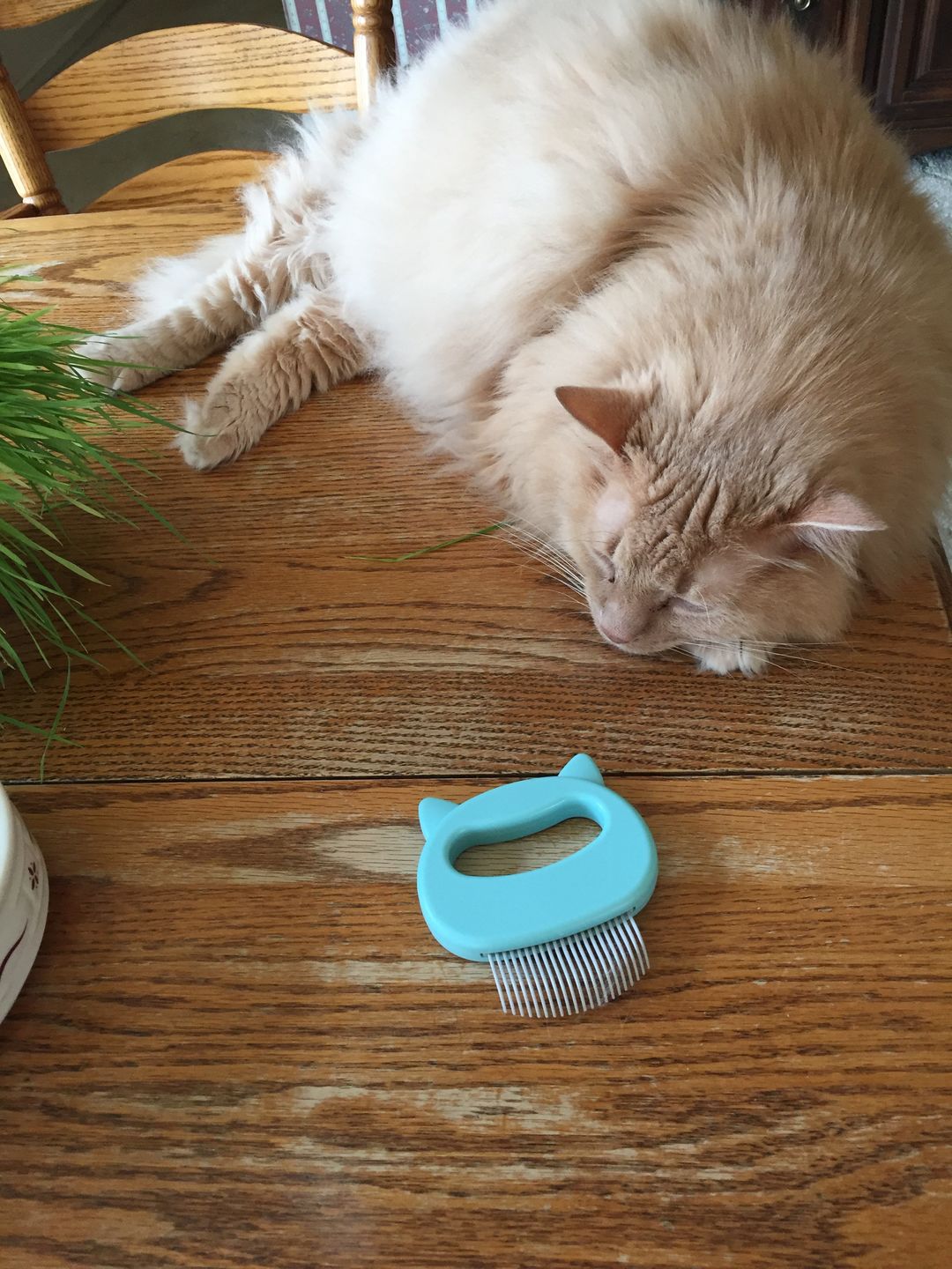 Customer photo review of Cat Hair Removal Massaging Shell Comb