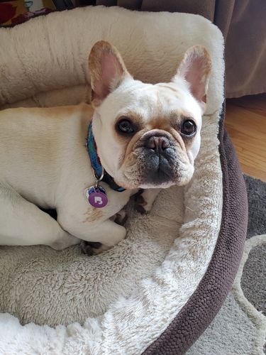 Customer photo review of Purple