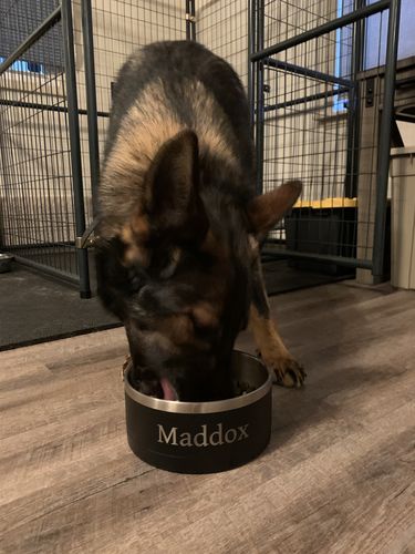 Customer photo review of Large Dog Bowl