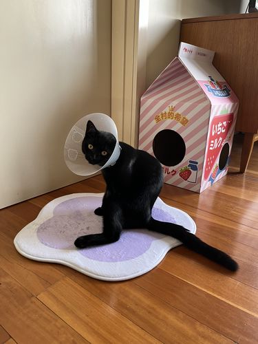 Customer photo review of Adorable Miaoho Flower Pet Sleeping Mat