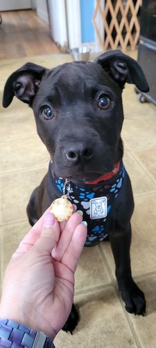 Customer photo review of Polkadog