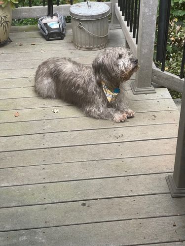 Customer photo review of Positive Pet™ Dog Training Collar