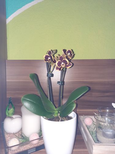 Customer photo review of Table Dance Papageno mit braun-gelben Blüten und 2+ Stielen