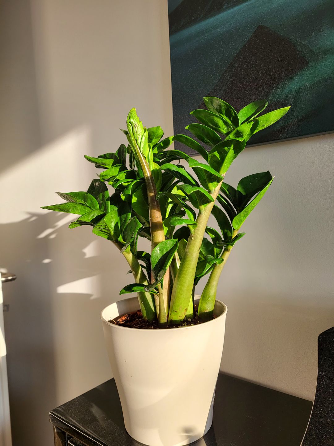 Customer photo review of ZAMIOCULCAS ZENZI