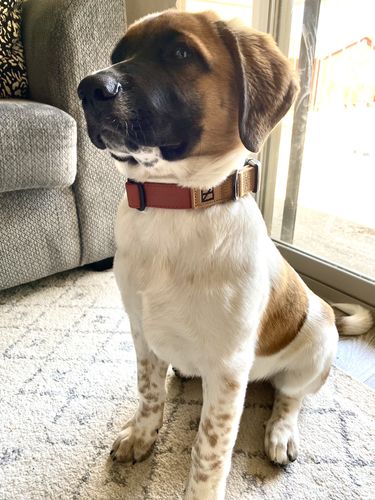 Customer photo review of Terracotta Collar