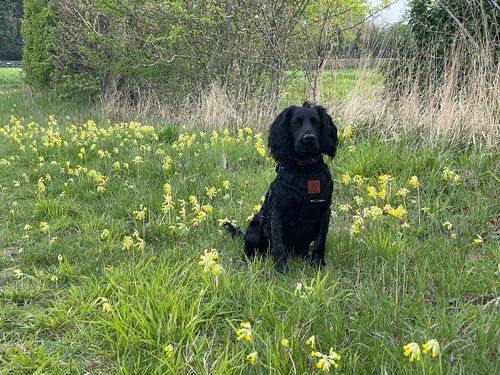 Customer photo review of Odin Harness