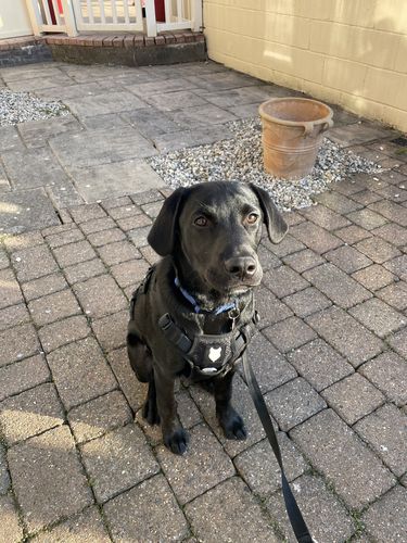 Customer photo review of Ragnar Harness