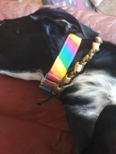 Customer photo review of Regenbogen - Hundehalsband