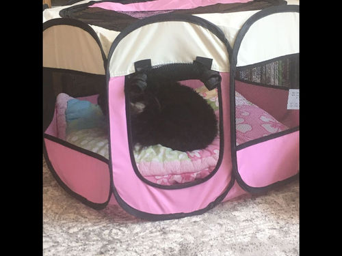 Customer photo review of Hordozható Kutya és Kisállat járóka, Kennel