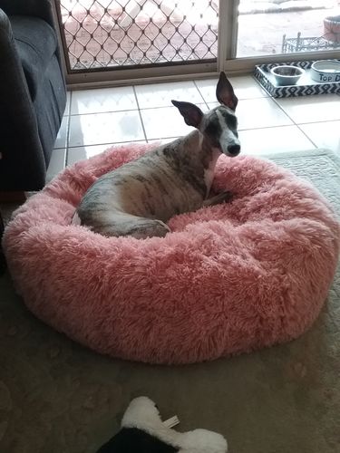 Customer photo review of Pawz Non-Removable Calming Pet Bed