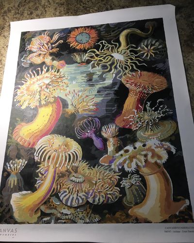 Customer photo review of Actiniae - Paint by Numbers