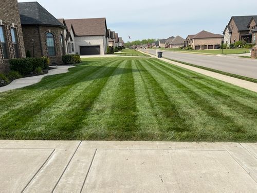 Customer photo review of GCI Turf Type Tall fescue Grass Seed