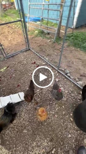 Customer video review of GrubTerra Dried Larvae