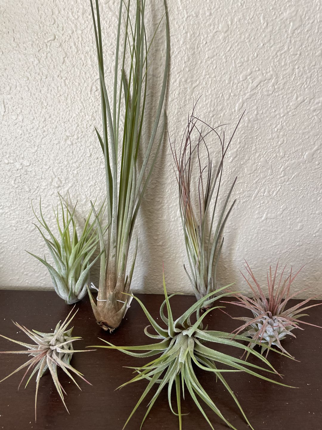 Customer photo review of Wholesale Ionantha Guatemala Medium  (Minimum Order 10)