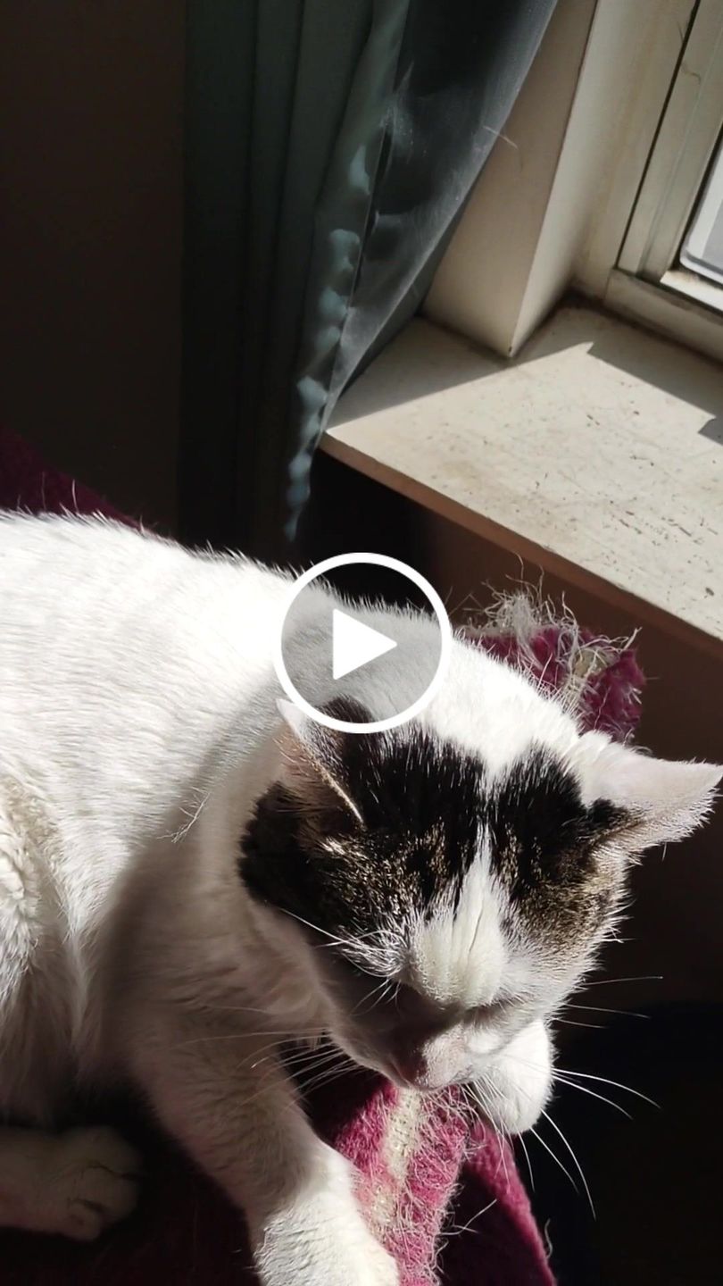 Customer video review of Cat Hair Removal Massaging Shell Comb